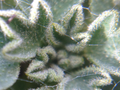 Bolax gummifera