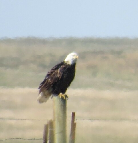 Bald Eagle photographed in North Dakota