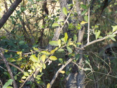 Sideroxylon celastrinum