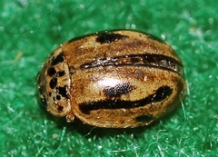 Mulsantina hudsonica