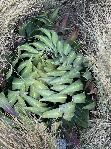 Lobelia telekii (Lobelia telekii)