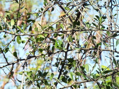 Sideroxylon celastrinum