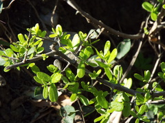 Sideroxylon celastrinum