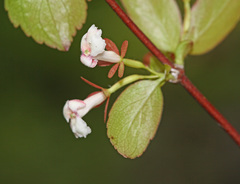 Zabelia biflora