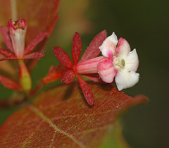 Zabelia biflora