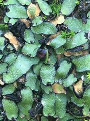 Targionia hypophylla