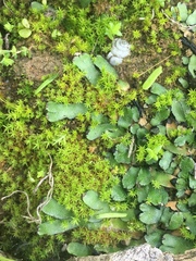 Targionia hypophylla