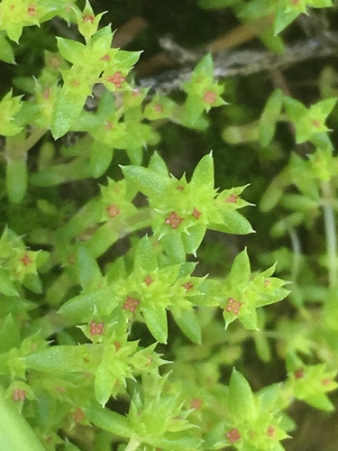 Crassula connata