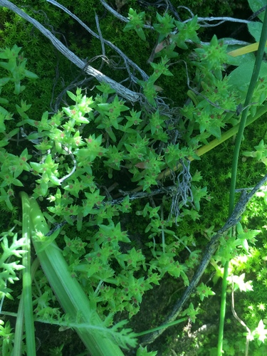 Crassula connata