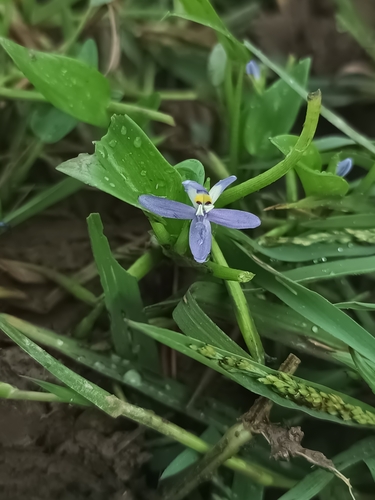 Image of Roundleaf Mud-Plantain (Heteranthera rotundifolia) by (c) Ricardo Betancourt Sánchez, some rights reserved (CC BY)