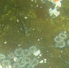 Ophioblennius steindachneri