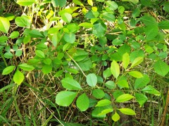 Fraxinus berlandieriana