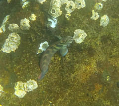 Ophioblennius steindachneri