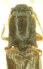 Athous rufiventris rectithorax