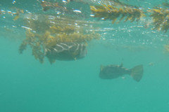 Sphoeroides annulatus