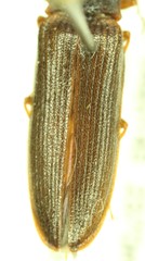 Athous rufiventris rectithorax