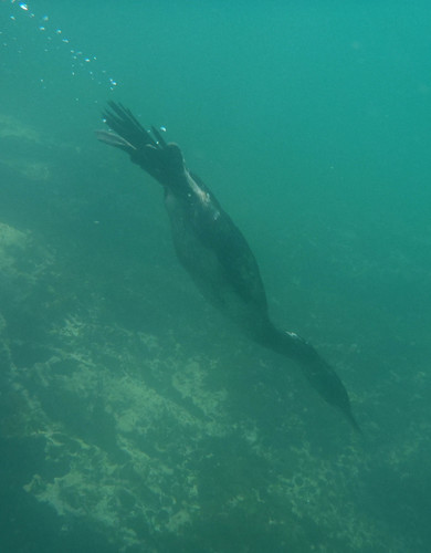 Flightless Cormorant (Nannopterum harrisi), photo 10