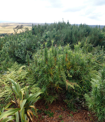 Dracophyllum arboreum