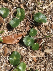 Hydrocotyle umbellata