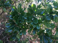 Magnolia grandiflora