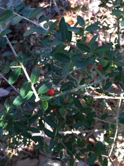 Ilex vomitoria image