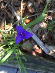 Tradescantia ohiensis
