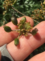 Lomatium insulare