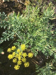 Lomatium insulare