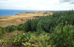 Dracophyllum arboreum