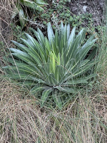 Lobelia telekii (Lobelia telekii)
