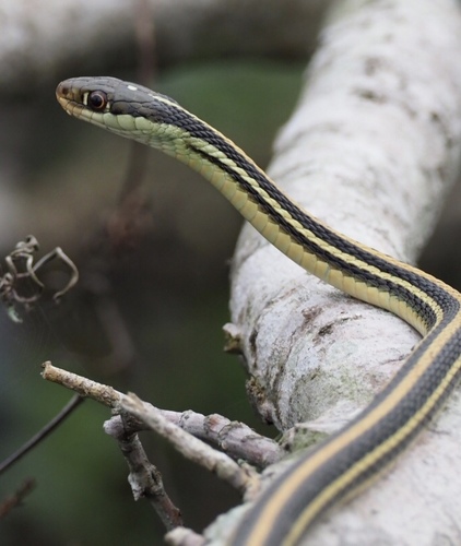 Western Ribbon Snake
