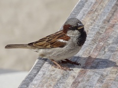 Passer domesticus