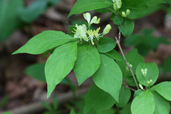 Lonicera chrysantha