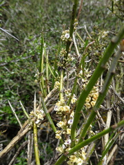 Carmichaelia australis