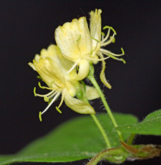 Lonicera chrysantha