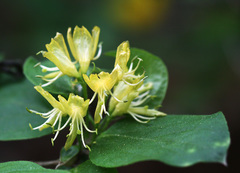 Lonicera chrysantha