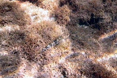 Lepidoblennius marmoratus