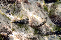 Lepidoblennius marmoratus