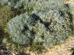 Astragalus traskiae