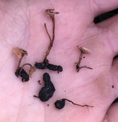 Sclerotinia sclerotiorum