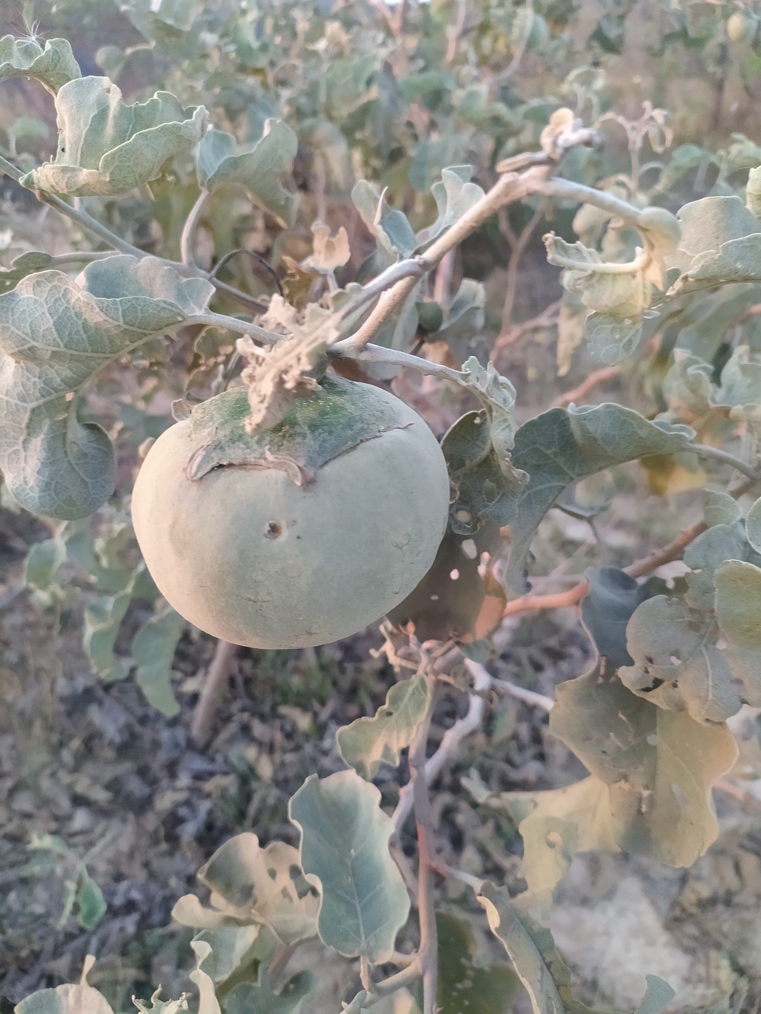Solanum lycocarpum