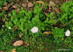 Angiospermae