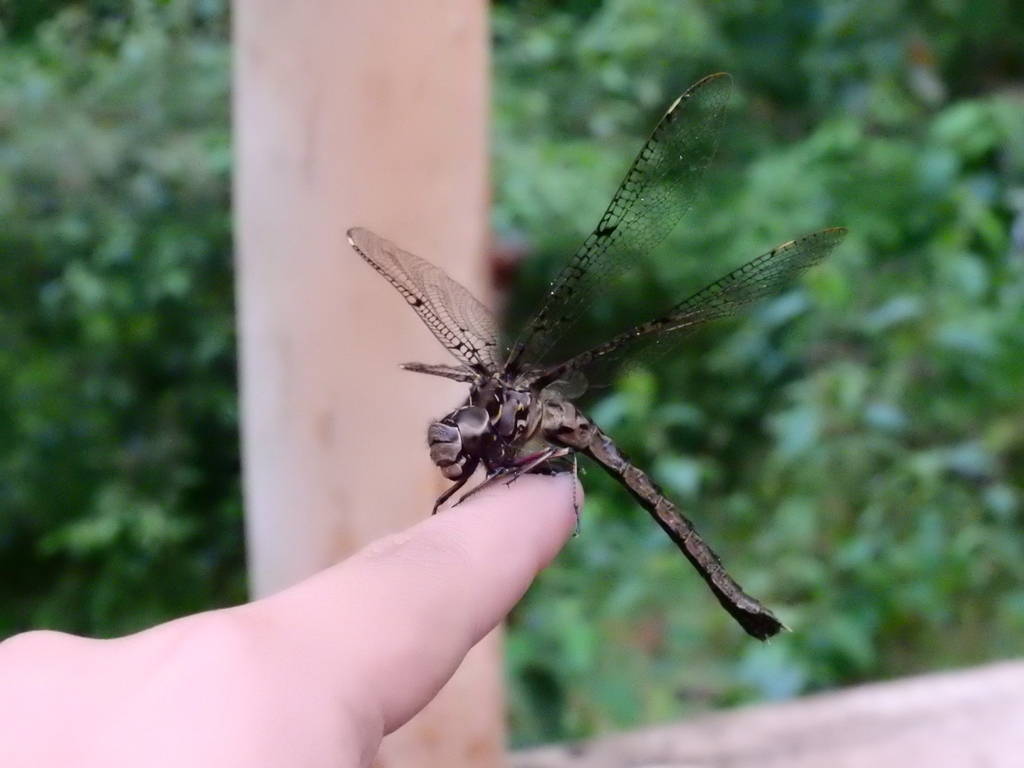 Allopetalia pustulosa