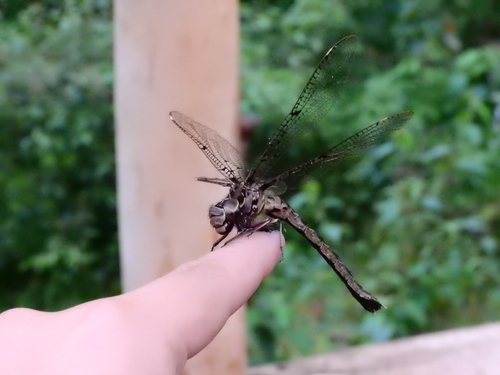 Allopetalia pustulosa