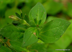 Angiospermae