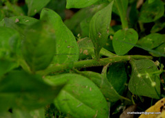 Angiospermae