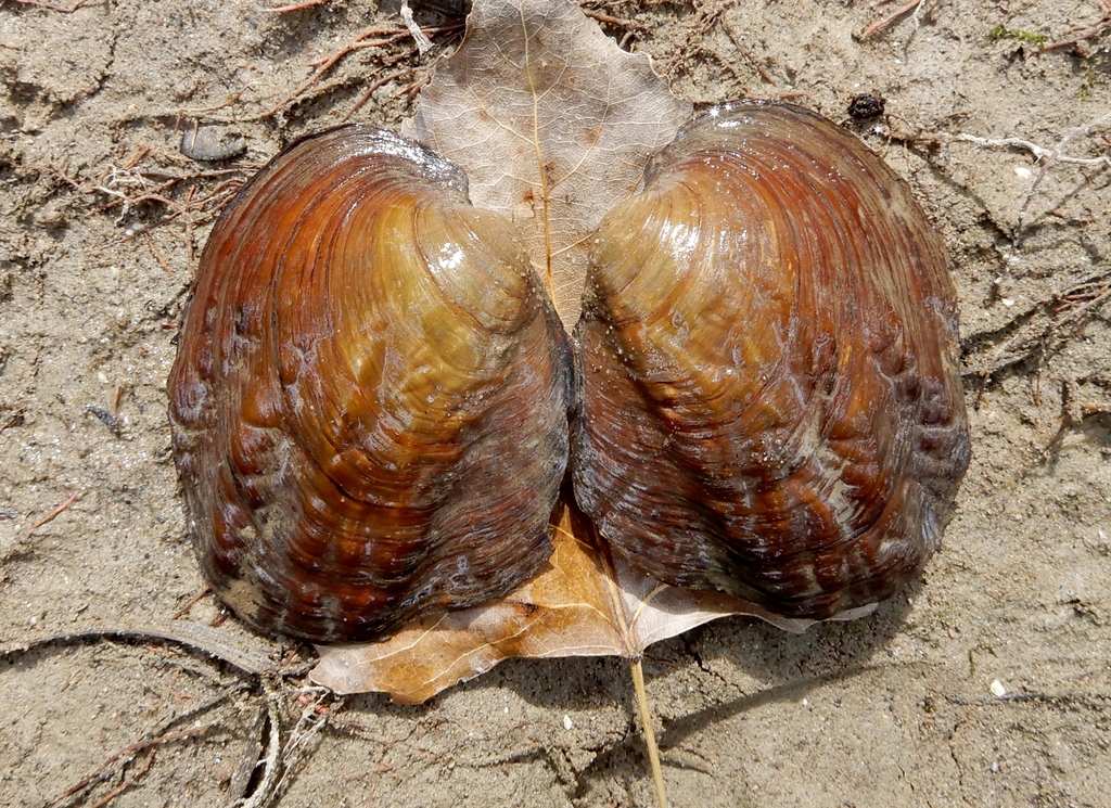 Three-ridge Mussel from Florence, Lambton County, ON, Canada on ...