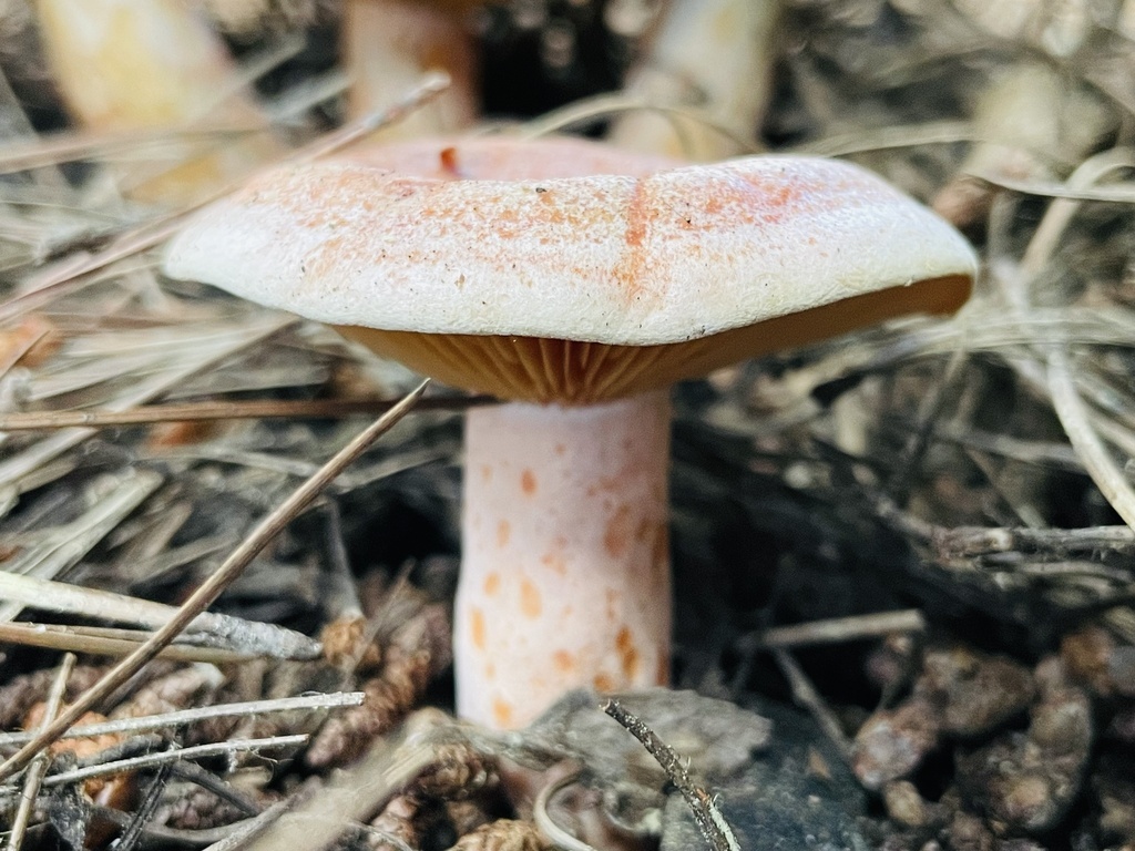 Lactarius deliciosus · September 2023 · photo: © fonturbel (iNaturalist, cc-by)
