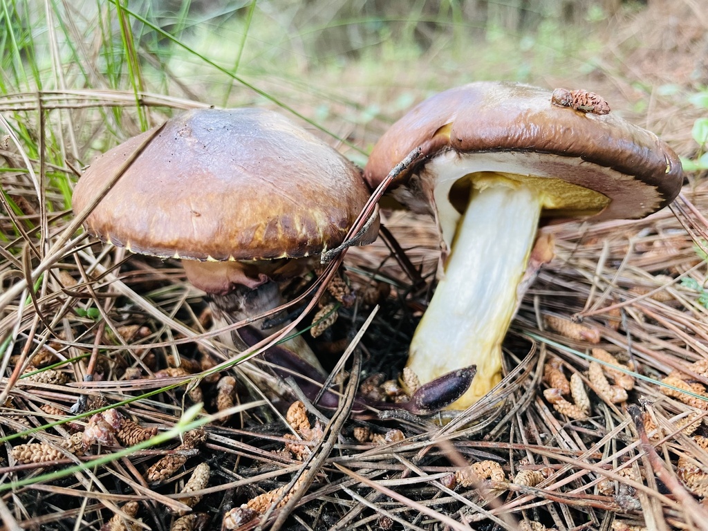 Suillus luteus · September 2023 · photo: © fonturbel (iNaturalist, cc-by)