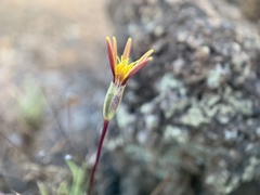 Pectis tenuifolia
